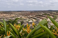 L’80% della deforestazione dipende da ciò che mangiamo, beviamo e indossiamo secondo il Wwf