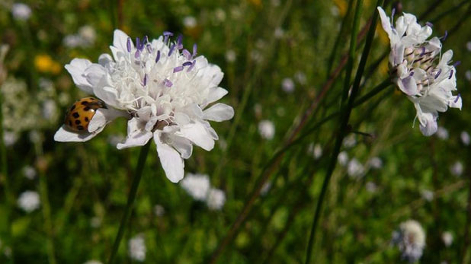 Il fiore che salva le api