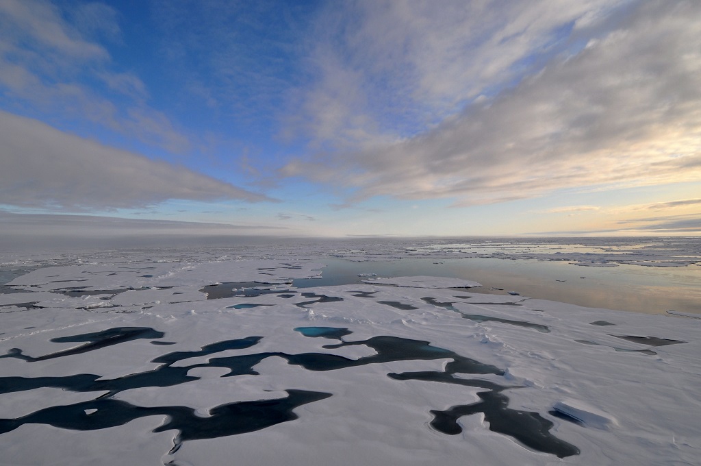 The agony of polar bears shown in a picture - LifeGate