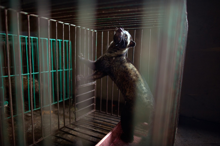 Zibetto in gabbia a Bali, Indonesia