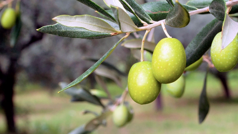 L'ulivo è un simbolo centrale e millenario nella cultura mediterranea.