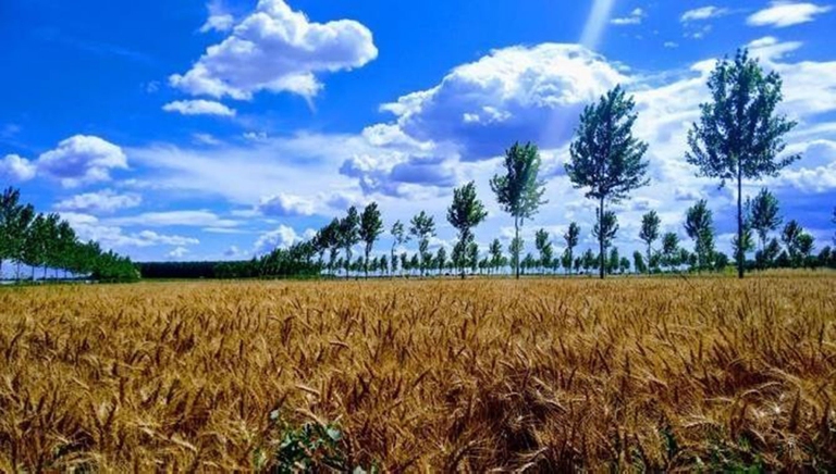 nuovo sistema di agroforestazione