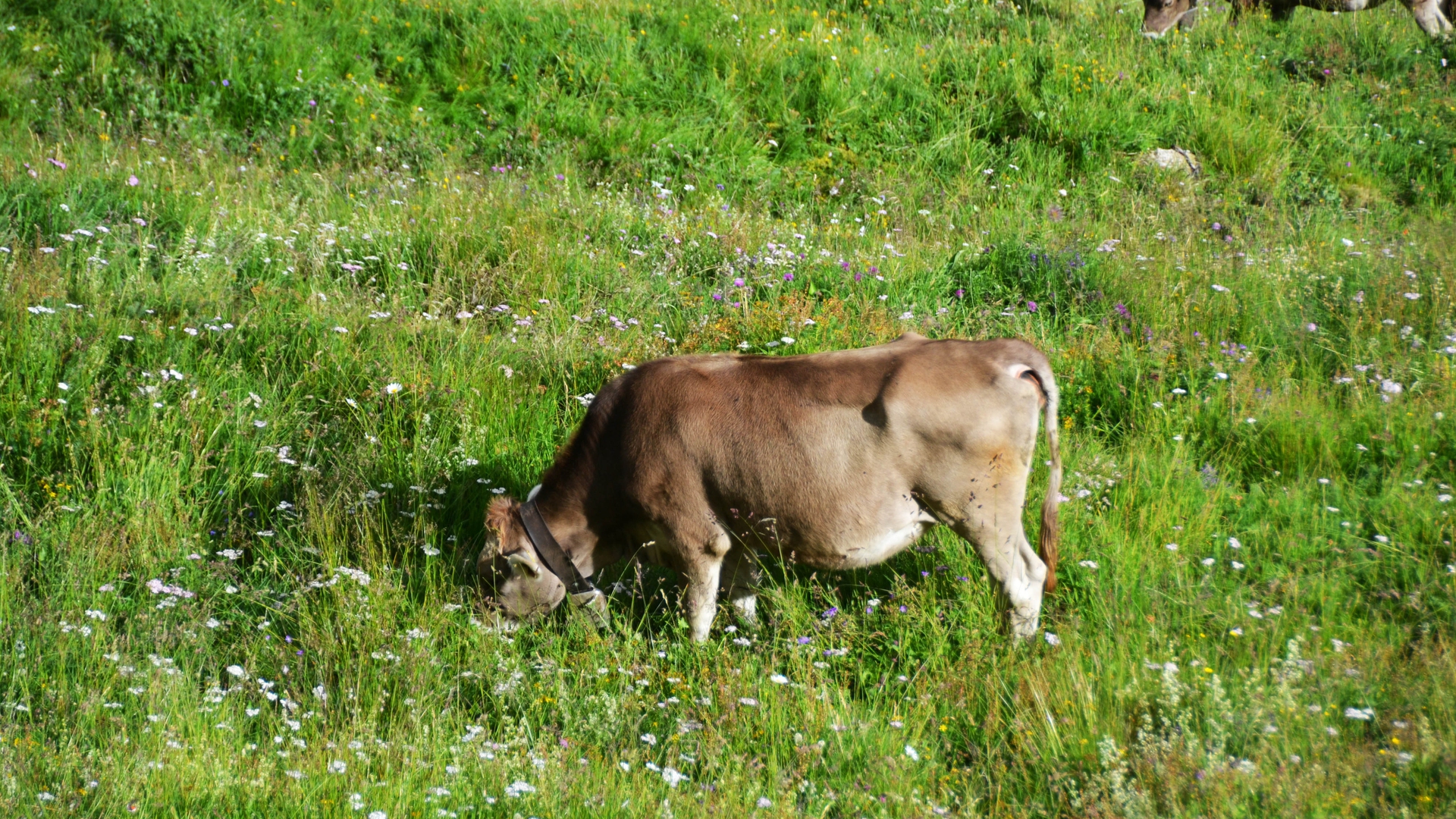 La vita in alpeggio, in val Piora