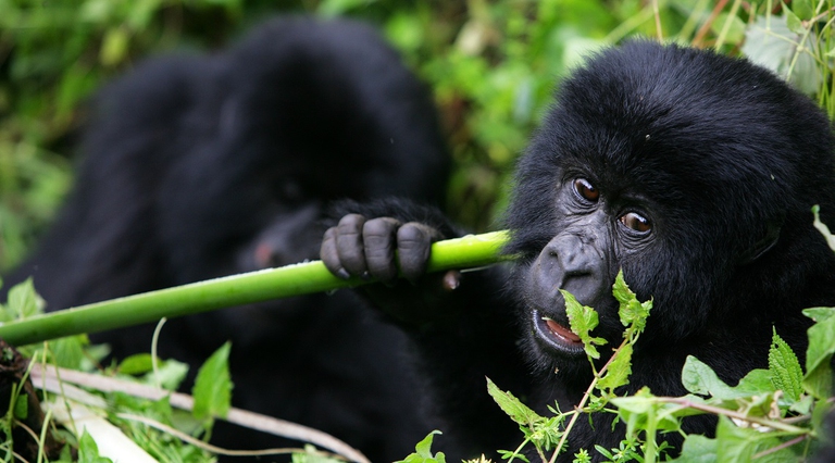 Piccolo gorilla di montagna che mangia