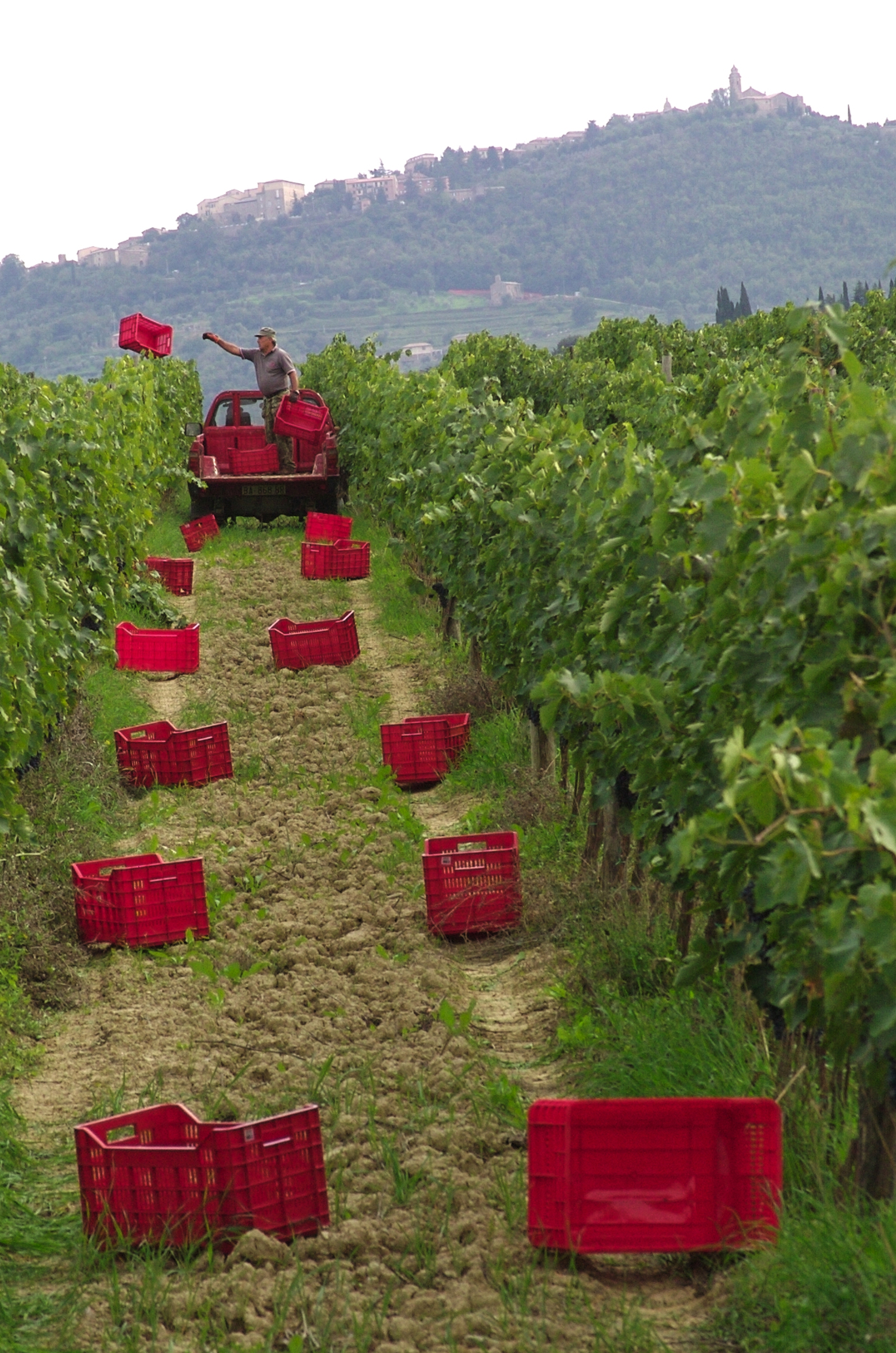 Paradiso di Frassina: filari e cassette