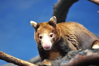Cinque animali che hanno scelto una vita sugli alberi