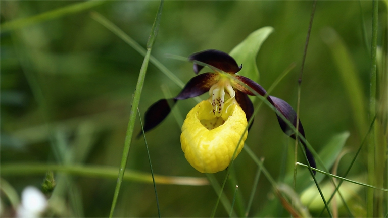 Il Cypripedium Pubescens è  un ottimo rimedio omeopatico contro le alterazioni dell'umore