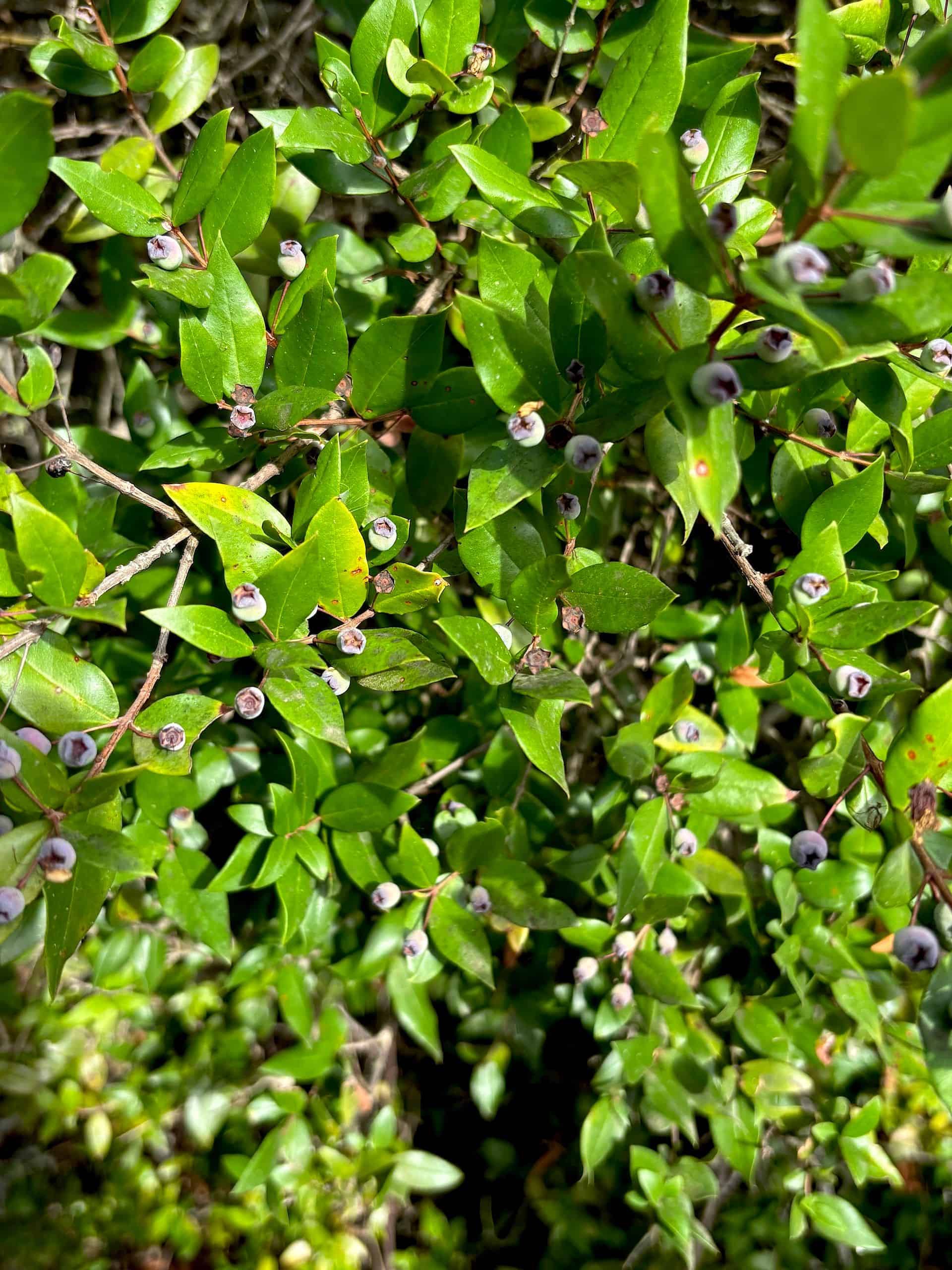 Mirto della Giara &copy; Beatrice Spagoni
