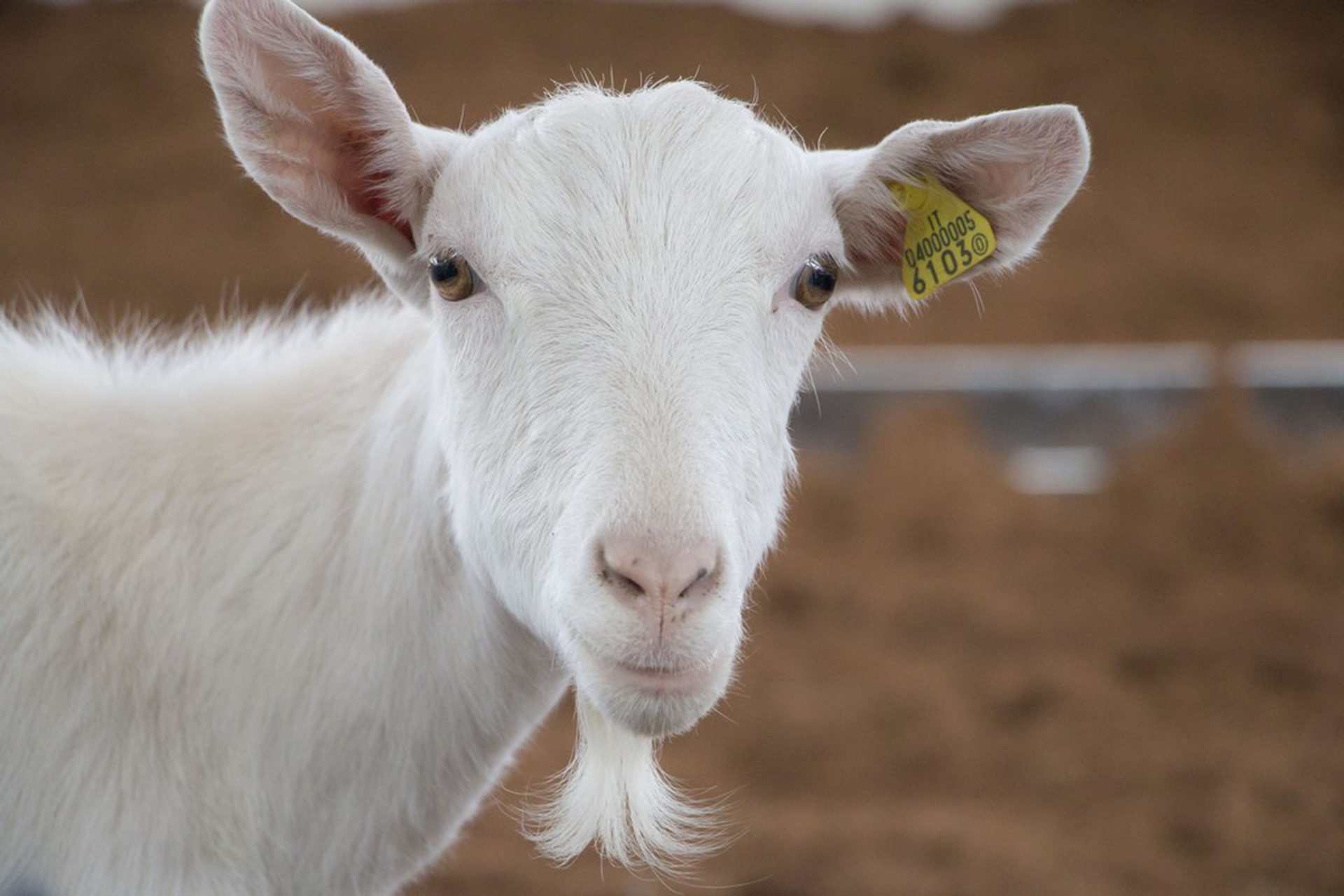 FICO Eataly World apre a Bologna il 15 novembre