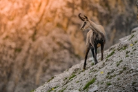 Dal Senato un passo avanti verso la tutela di animali e ambiente nella Costituzione