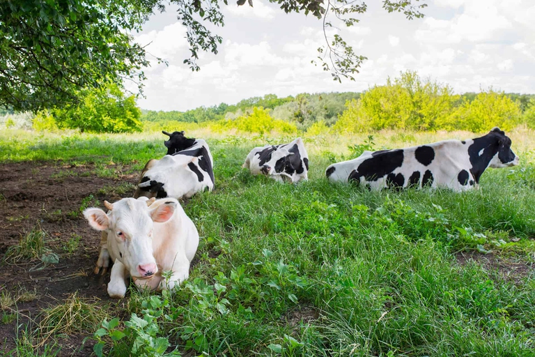 allevamenti intensivi