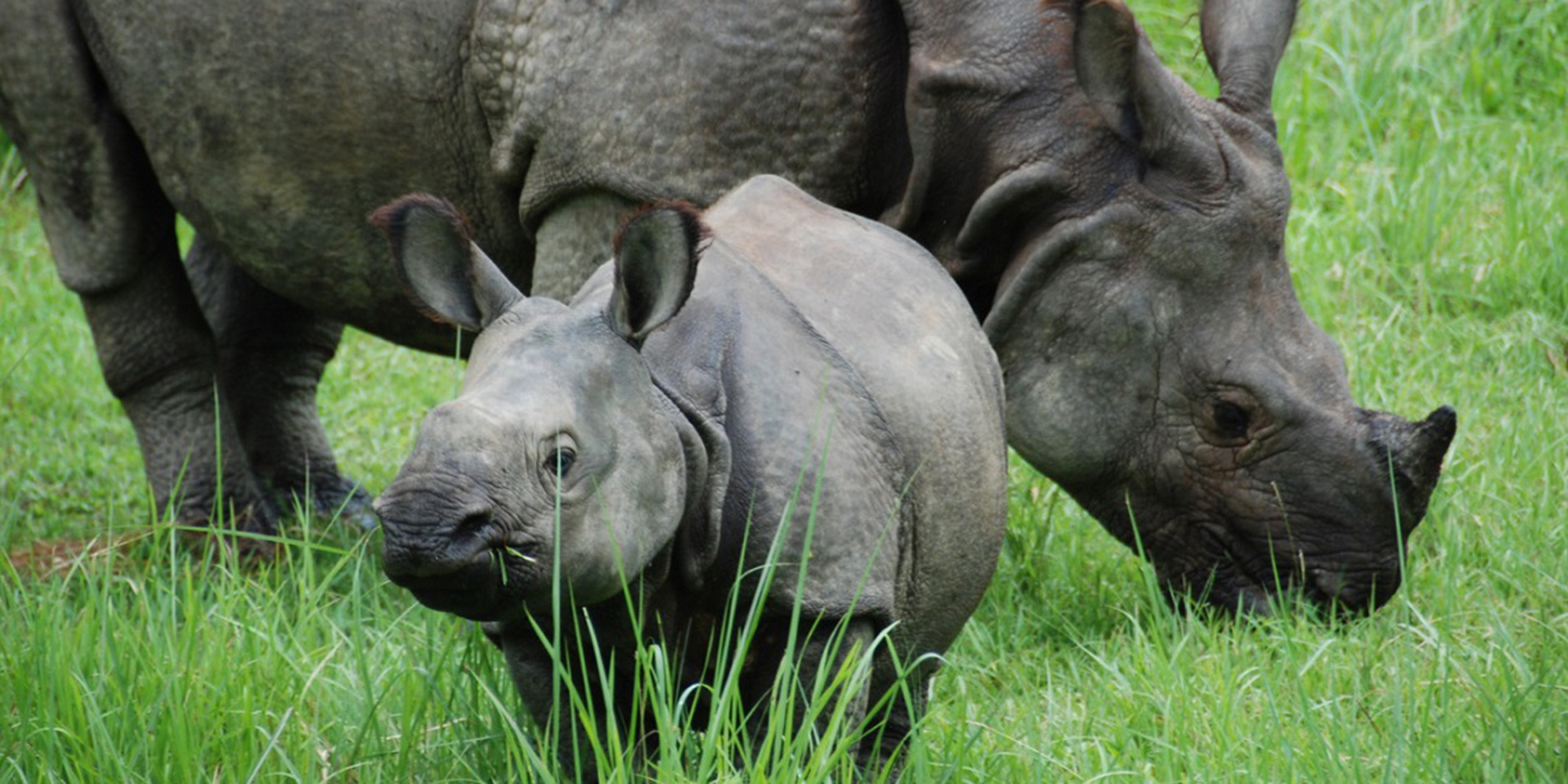 No rhinos were killed in Nepal in the past 2 years. Here's how it happened