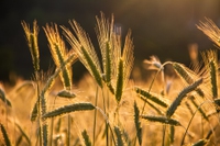 Grani antichi: per il Cnr sono il futuro di un’alimentazione più sana e sostenibile