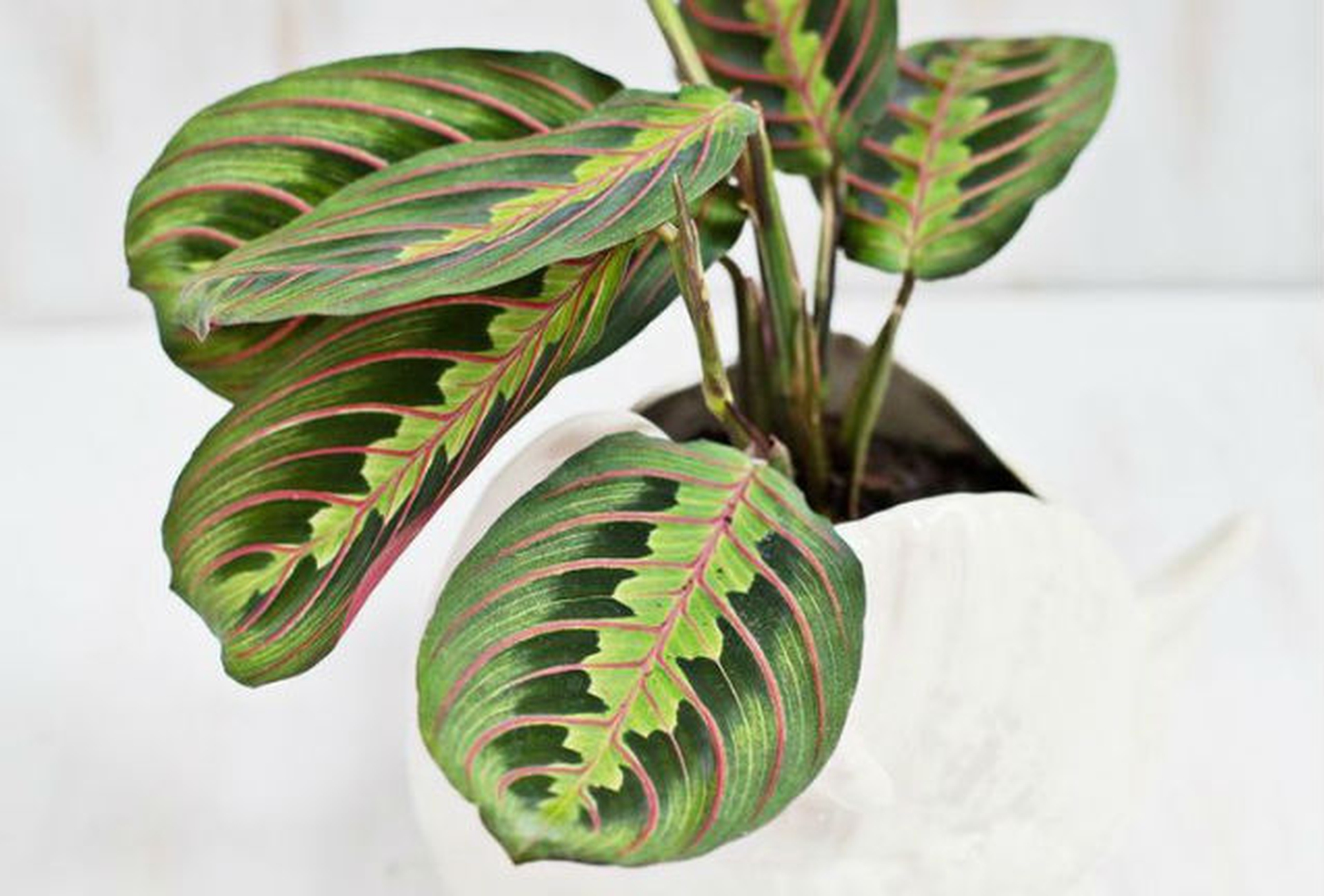 10 piante da ufficio per migliorare l’aria e l’umore