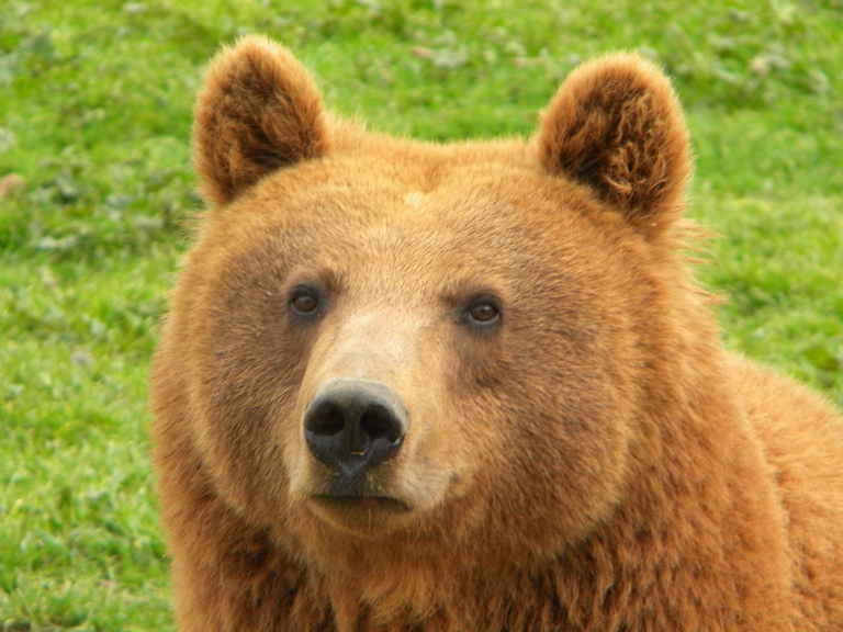 Orso bruno primo piano