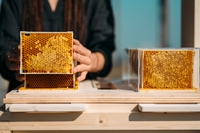 B-box: un’arnia urbana per far convivere persone e api