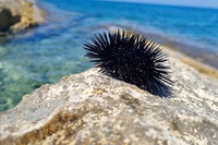 La Sardegna vieta la pesca dei ricci di mare per tre anni