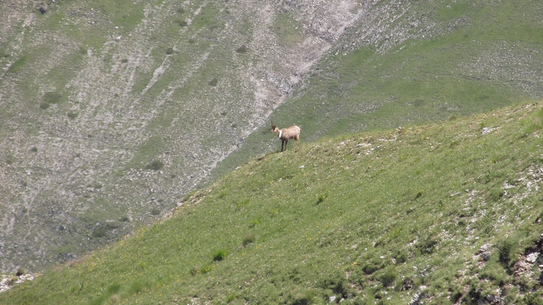 Camoscio appenninico