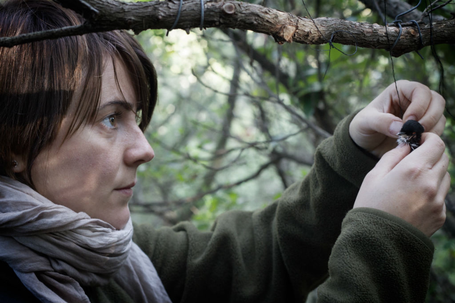 Liberazione di un occhiocotto