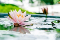 Coltivare il fiore di loto: segreti per un giardino acquatico