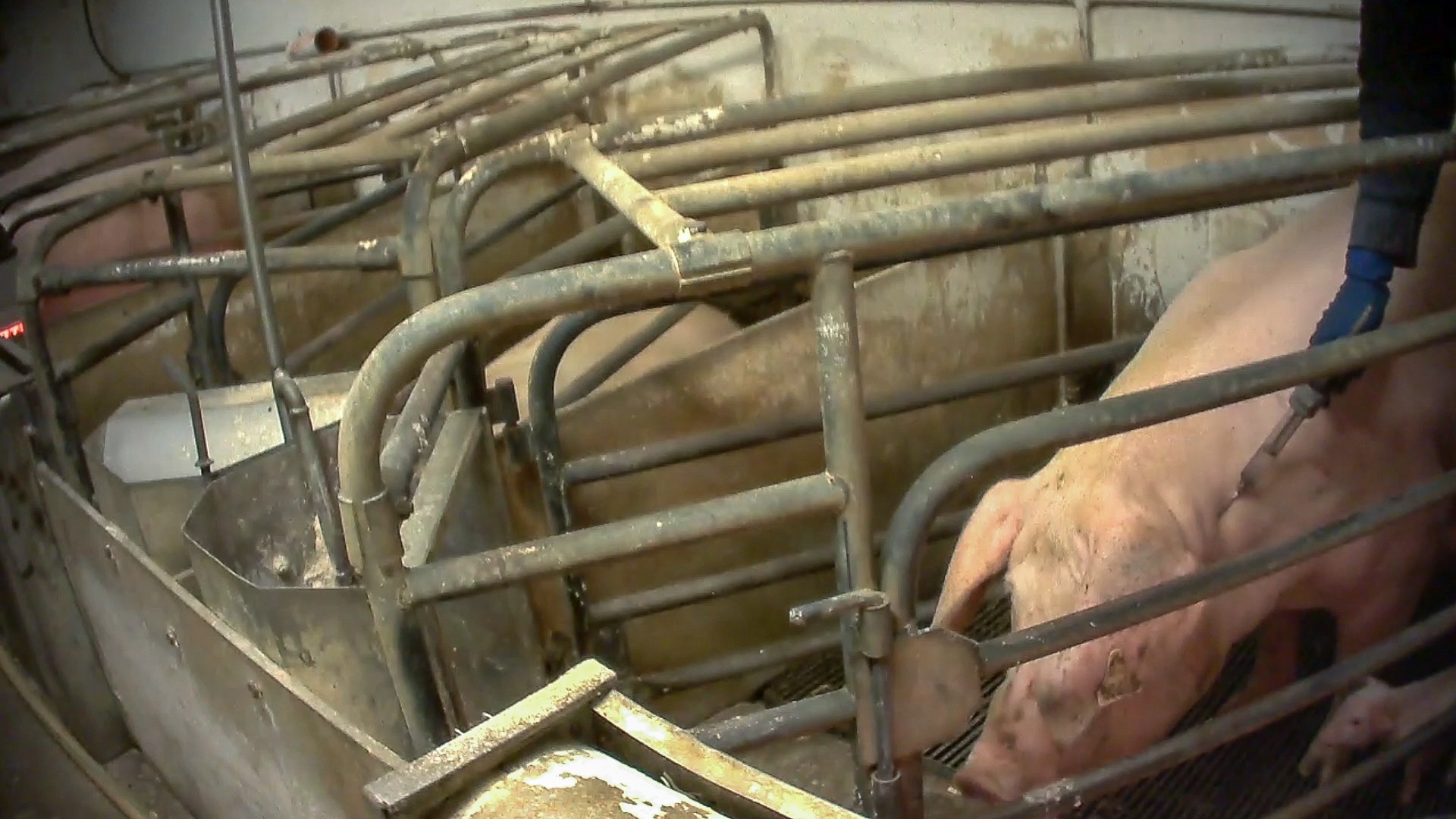 Maiali in gabbia negli allevamenti dop