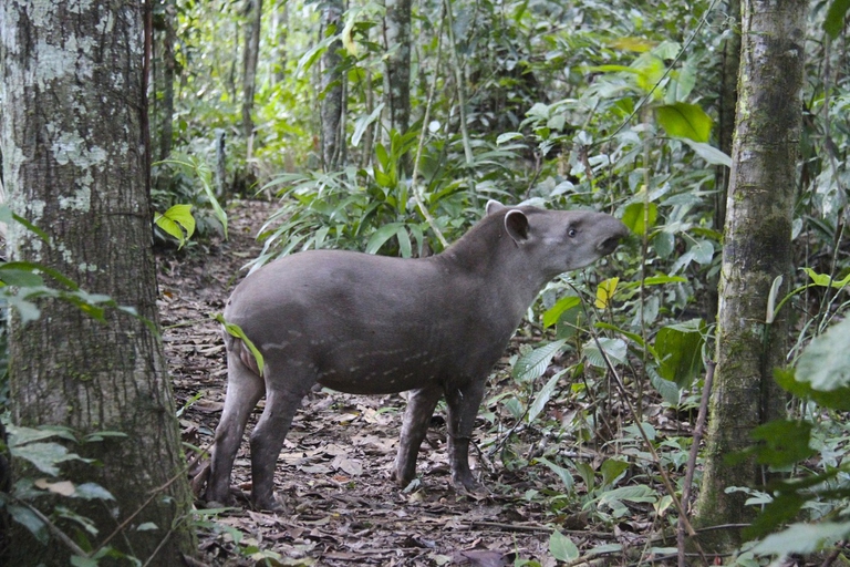 tapiro-bolivia