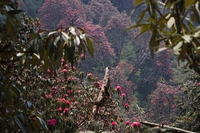 Da quando il Nepal ha affidato le foreste a comunità locali e volontari, l’area coperta da alberi è raddoppiata