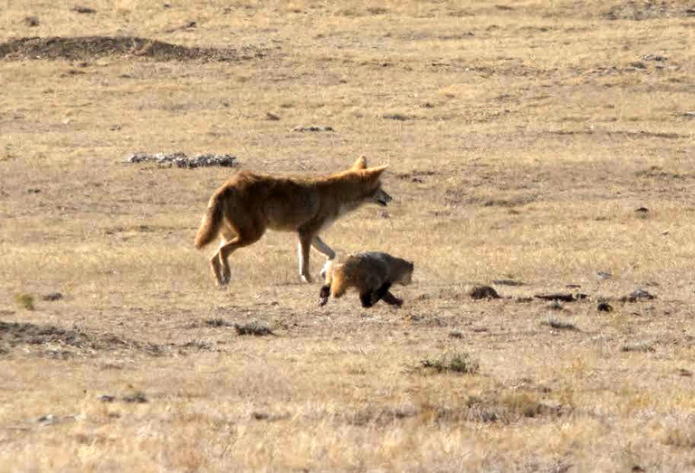 Coyote e tasso a caccia insieme