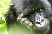 Ruanda, ambiente protetto entro il 2035