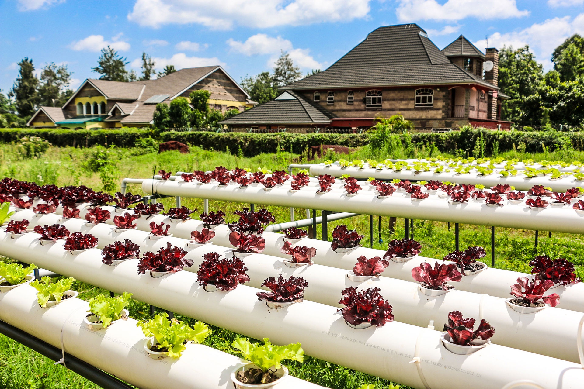 Global impact network