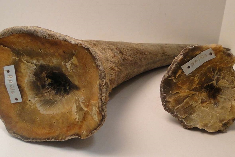 Corna di rinoceronte