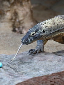 The IUCN updates its Red List: almost 40,000 species are now endangered