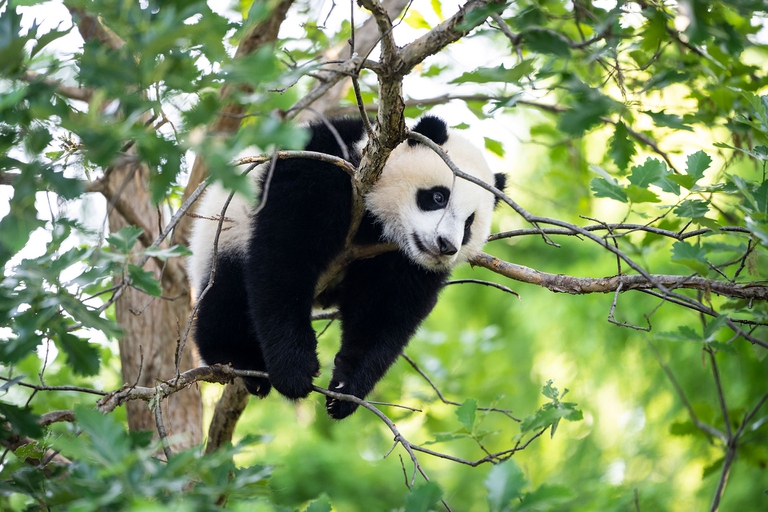 Il panda gigante non è più a rischio di estinzione. L’annuncio delle autorità cinesi