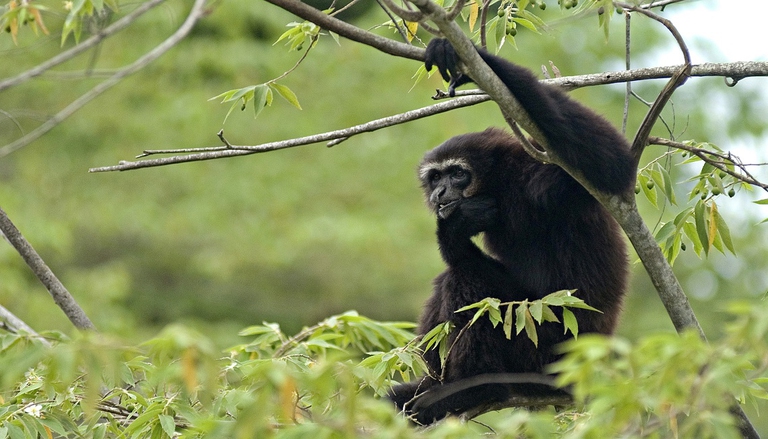 Il numero di panda, elefanti, ibis e gibboni sta crescendo in Cina