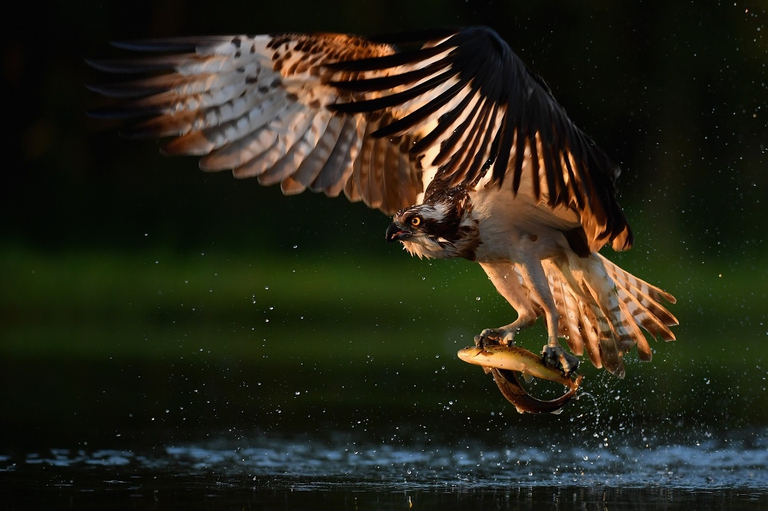 Falco pescatore che ha appena catturato una preda in un lago in Scozia