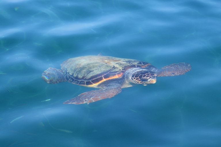 Esemplare di Caretta caretta in Grecia