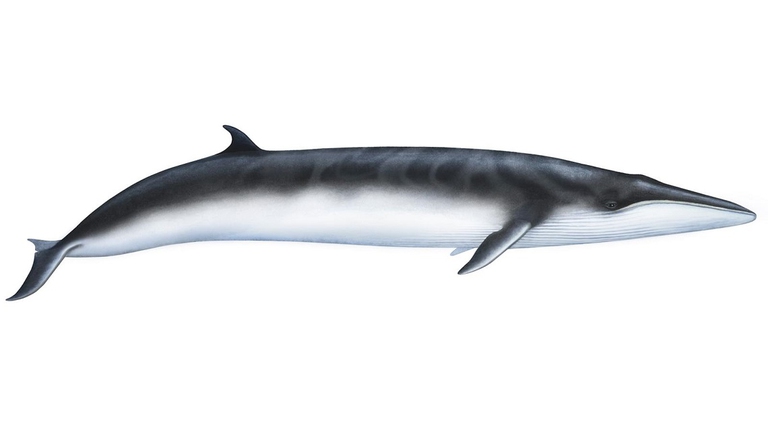 Illustrazione di balenottera di Omura