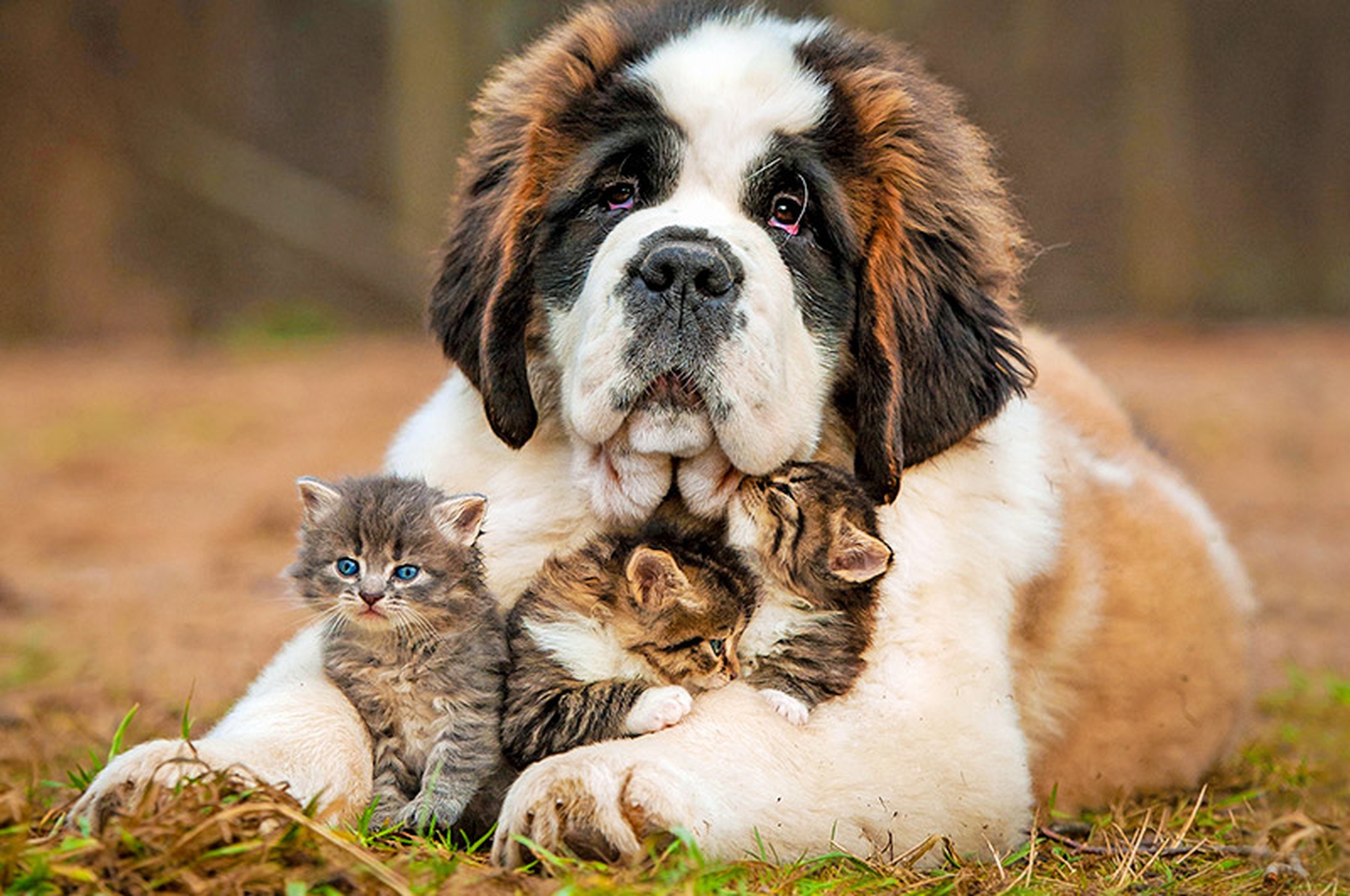 San Bernardo e i cuccioli, di gatto