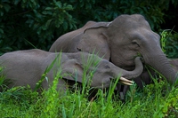 Cucciolo di elefante ritrova la madre dopo anni di prigionia