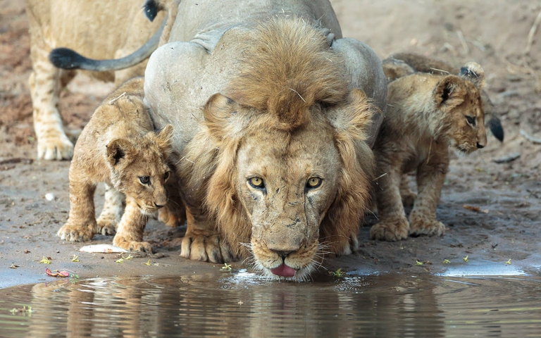 lower zambezi national park