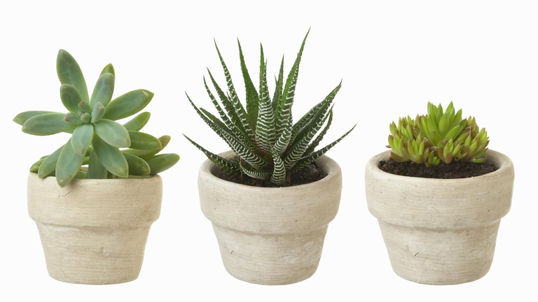 Le piante succulente si possono tranquillante coltivare in vaso. ©Ingimage