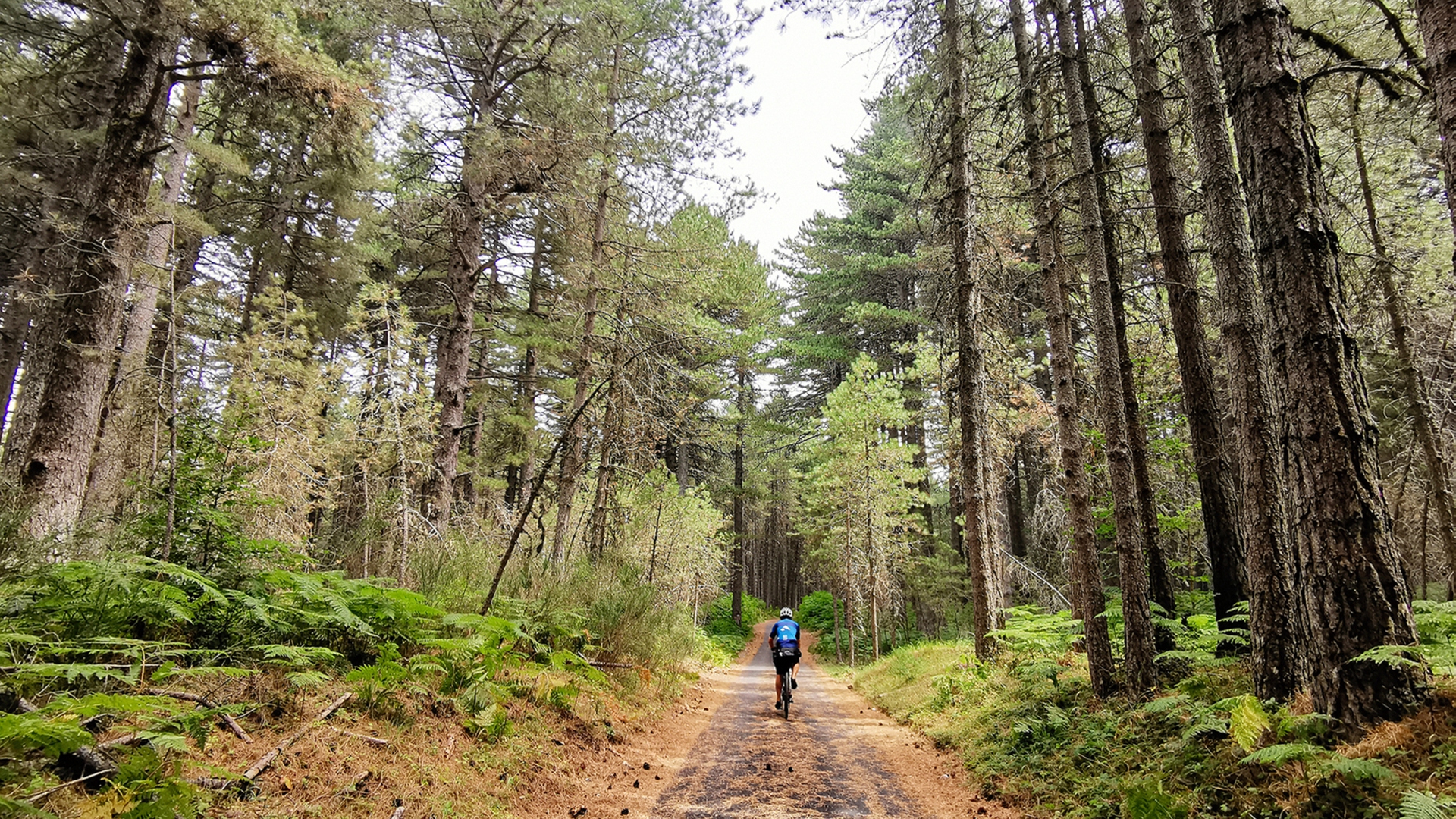Nelle foreste in Aspromonte © Paolo Ciaberta
