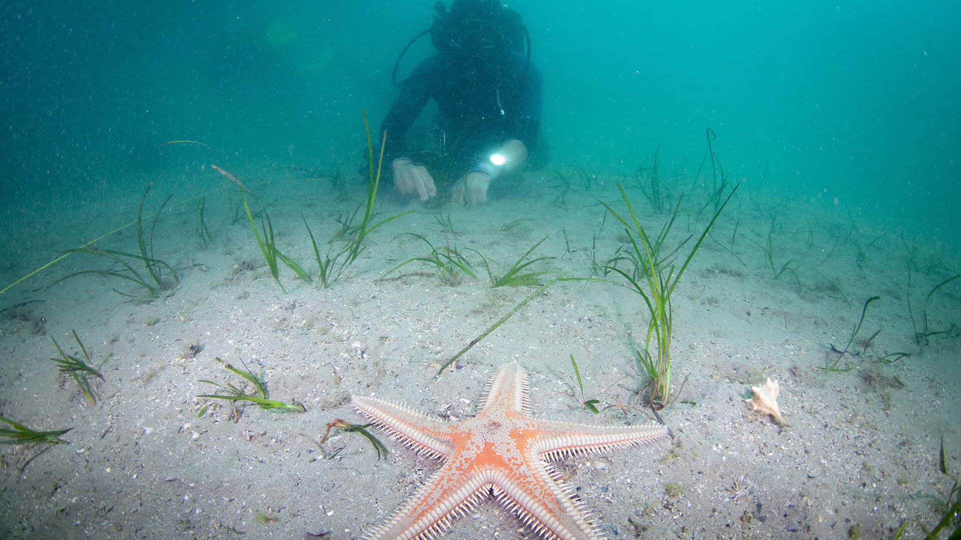 Trapianto di Cymodocea nodosa