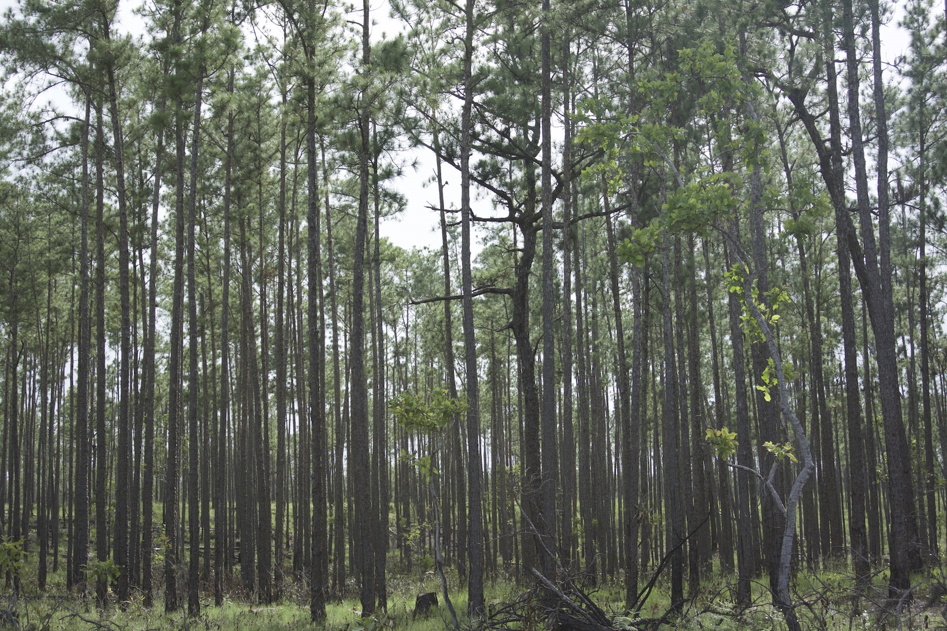 The problem of logging in indigenous lands