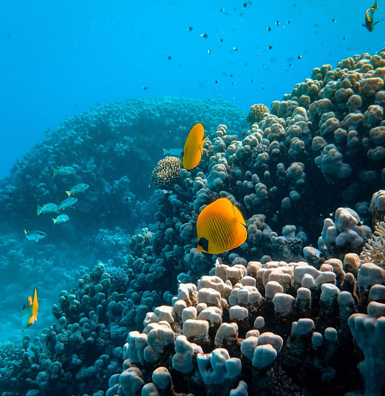 mar Rosso, Giordania