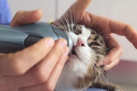Laserterapia per animali, la nuova frontiera della veterinaria moderna