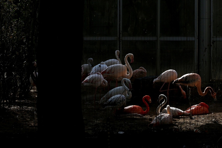 Stormo di fenicotteri nello zoo di Pechino