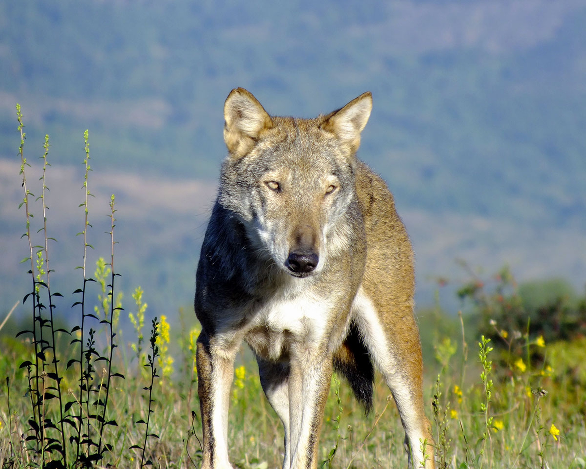 Lupi in Italia