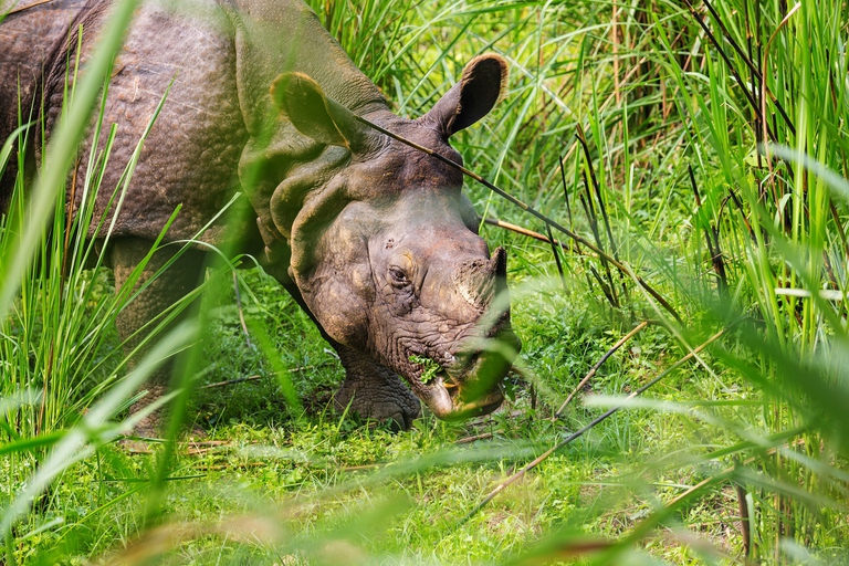 Rinoceronte indiano che bruca nel parco nazionale di Chitwan