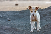 Chi dà da mangiare a un cane randagio è responsabile del suo comportamento, dice la Cassazione
